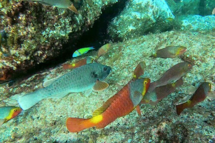 Eine Fischgruppe schwimmt in der Nähe einer steinigen Unterwasserfläche. 3