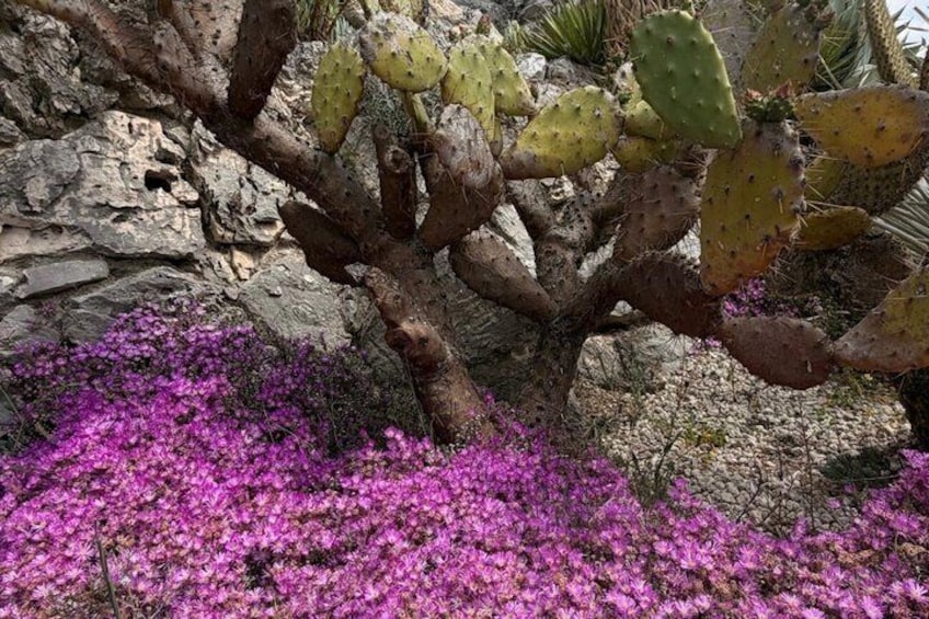En kaktus med lila blommor och en stenig bakgrund. 1