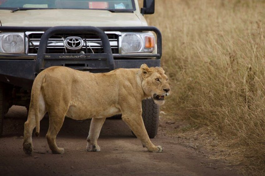 A lion walking beside a vehicle on a dirt road. 1