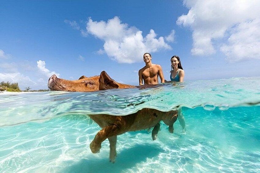 Nassau 3 islands Pigs Turtles Snorkel Beach Club with lunch 5