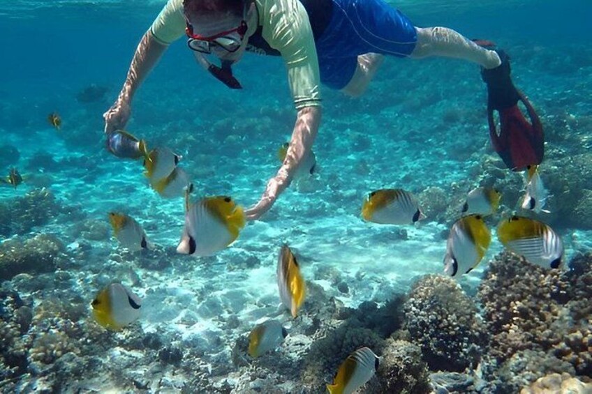 A person scuba diving underwater surrounded by fish. 5