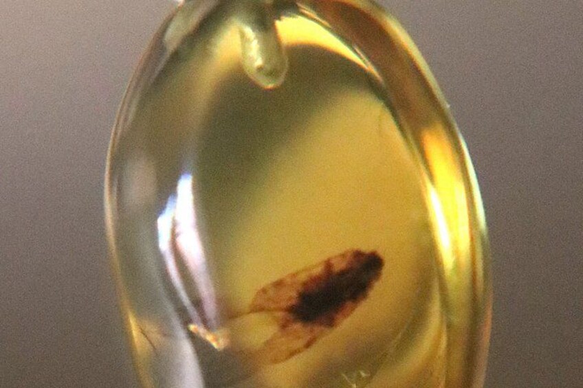 Chiapan amber workshop 2