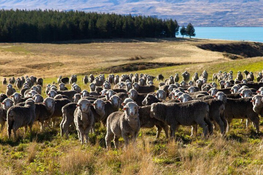 En flock får betar på en äng med en sjö och en skog i bakgrunden. 3