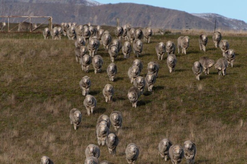 En flock får betar på en gräsig äng med berg i bakgrunden. 2