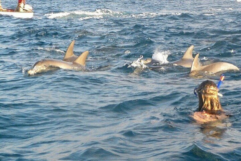 Dolphins swimming in the ocean with a person in the water. 5