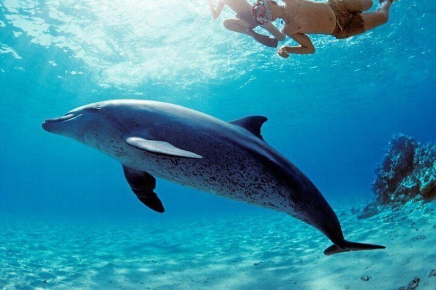 A dolphin swimming underwater with a person in the background. 4