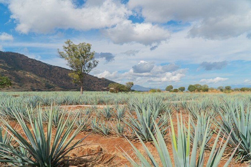 Un campo di piante di agave con un albero solitario all'orizzonte e una catena montuosa sullo sfondo. 5