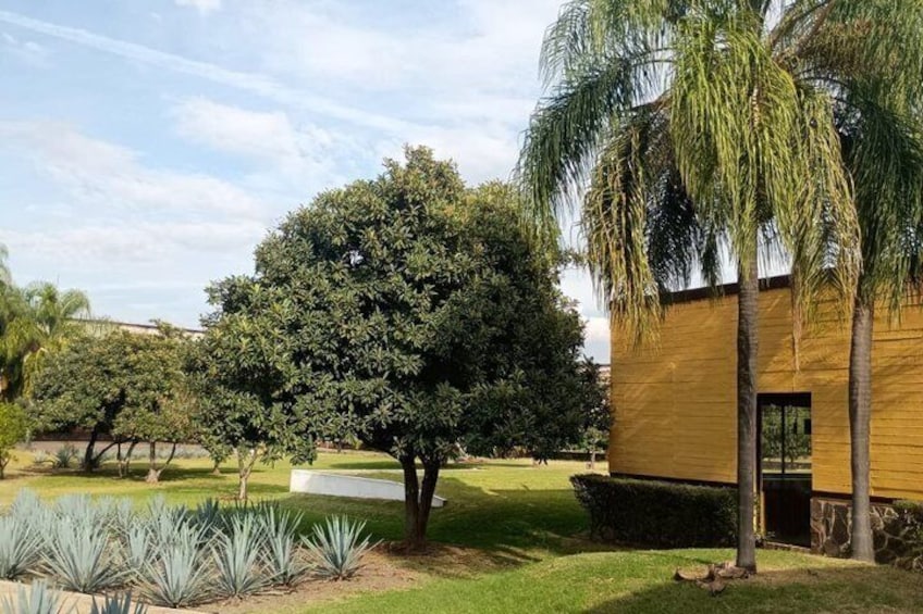 Un edificio moderno con fachada amarilla, un árbol grande y un césped bien cuidado. 1