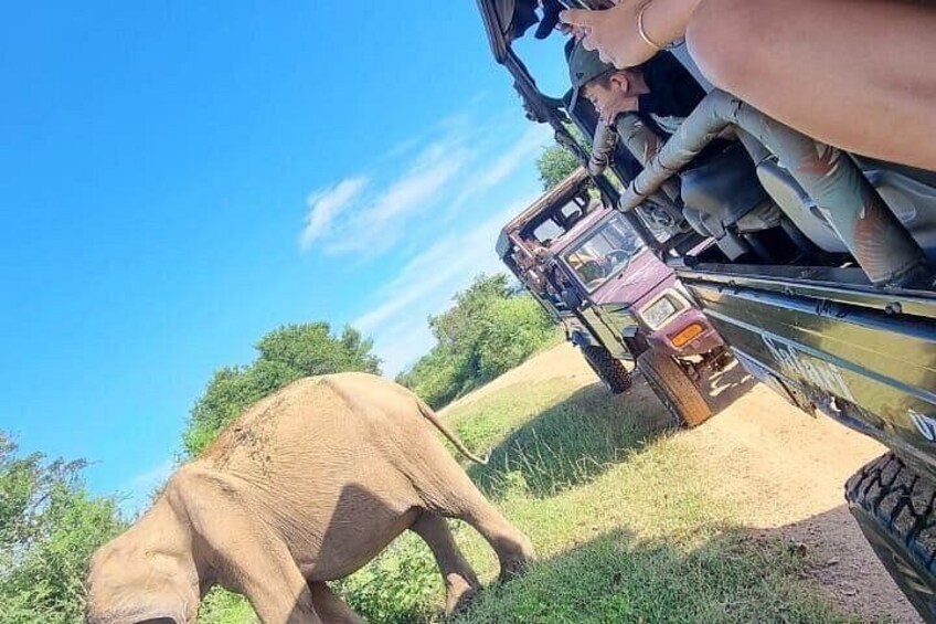 A vehicle with people inside, a large animal grazing, and a clear blue sky. 5
