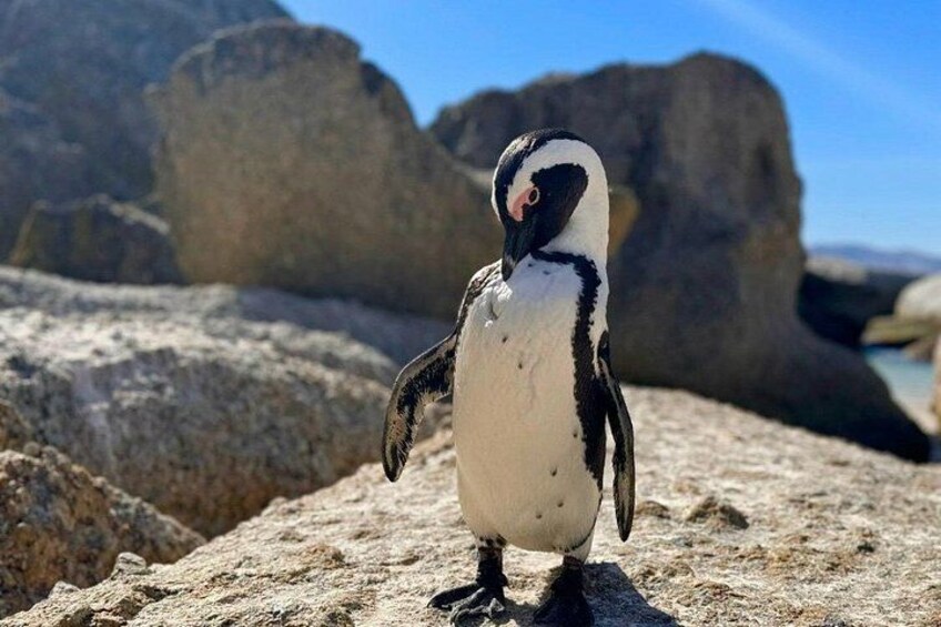 A penguin standing on a rocky surface with large boulders in the background. 1