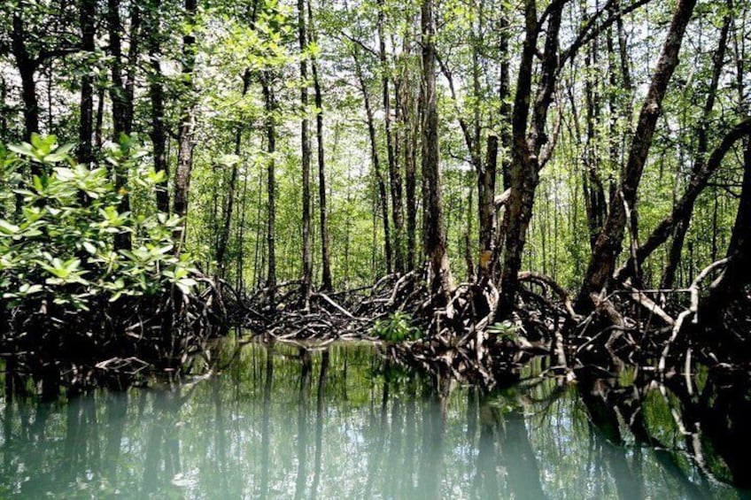 Mangroveskov med tætte træer og vand, der spejler grønt. 3