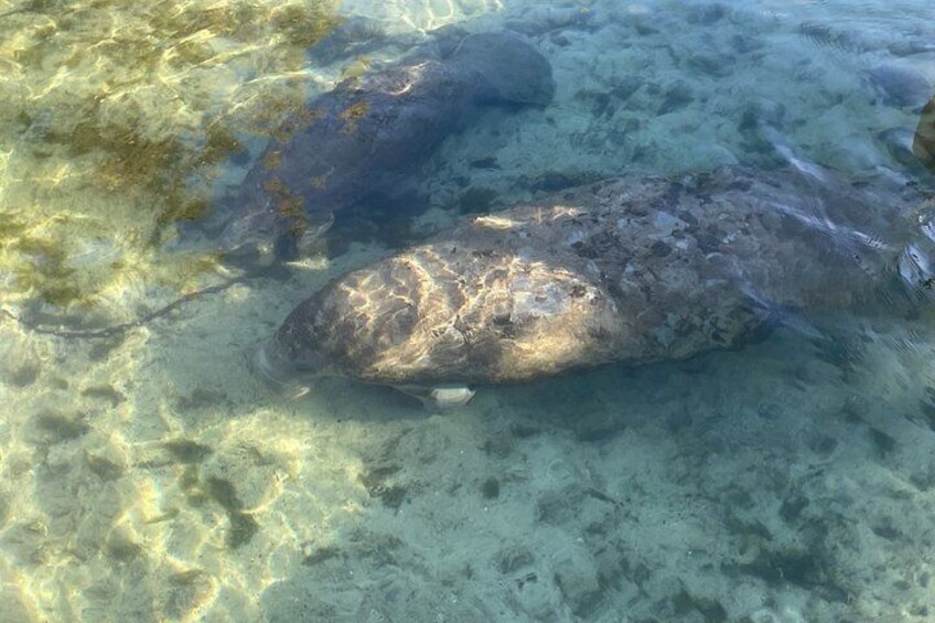 A large fish partially submerged in clear water with visible rocks and algae. 2