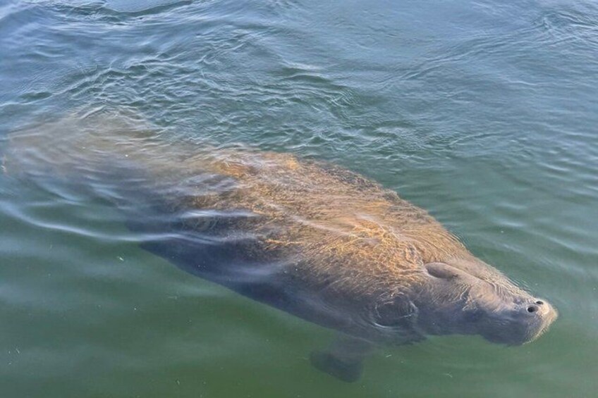 A large aquatic animal swimming in clear water. 1