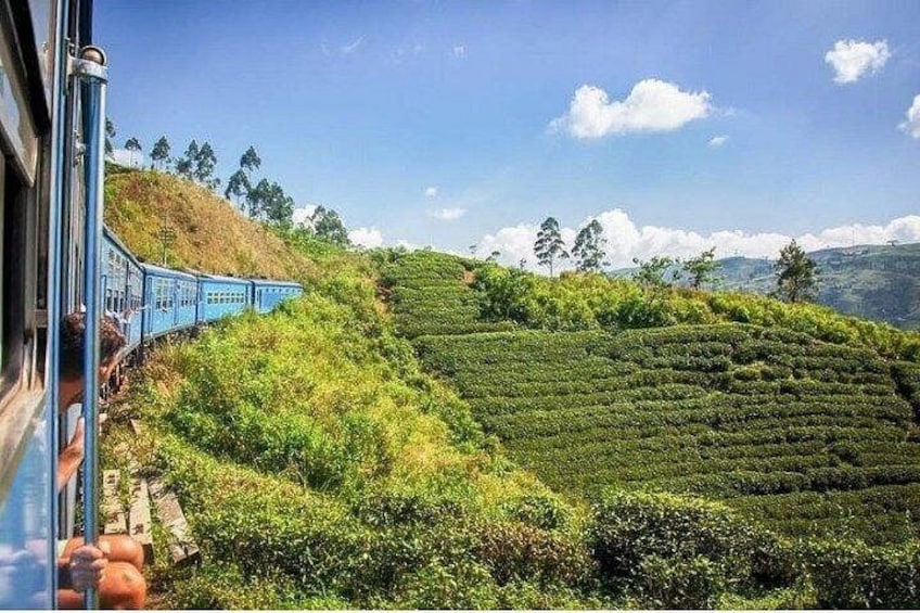 A train on a track, lush green tea plantations, and a clear blue sky. 3