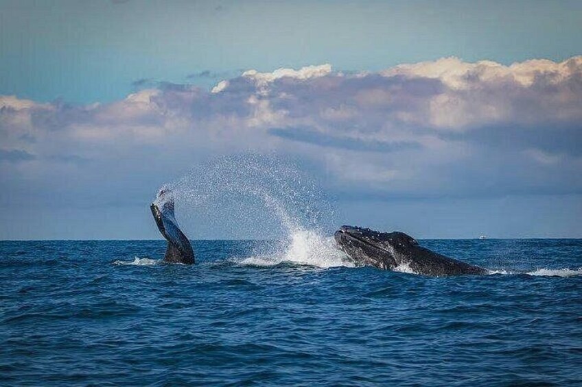 Two whales breaching the ocean surface. 5