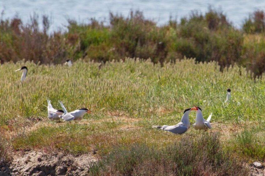 Explore the Cervia Salt Pans on Foot or by Bike 5