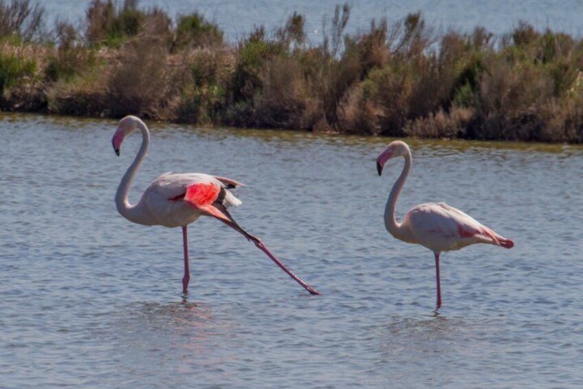 Explore the Cervia Salt Pans on Foot or by Bike 4