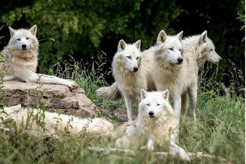 A group of white wolves in a natural setting with trees and grass. 1