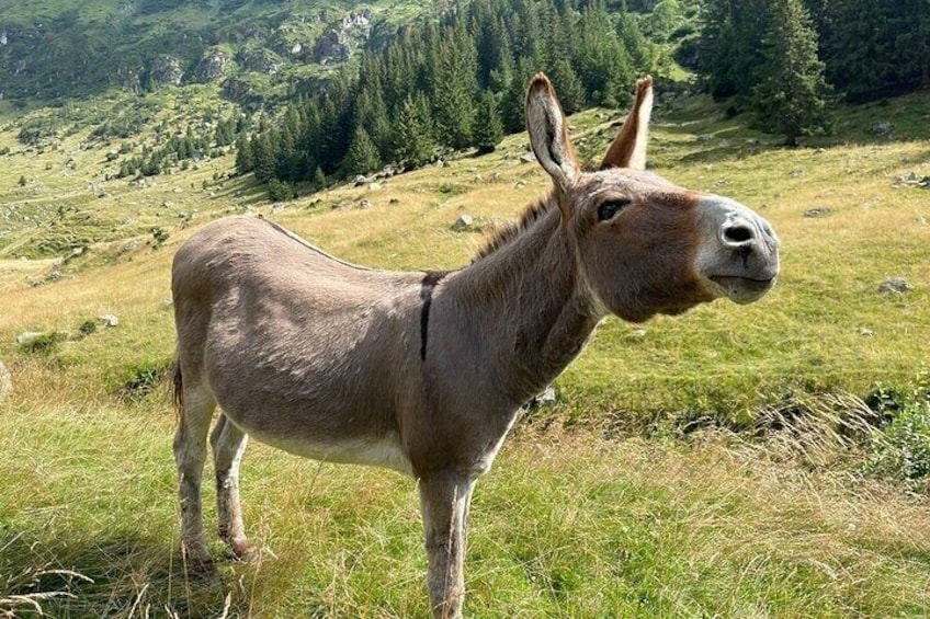 A donkey standing in a grassy field with trees and hills in the background. 5