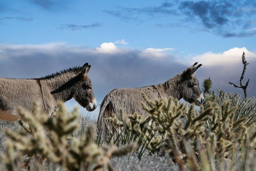 Dos burros en un paisaje desértico con poca vegetación y cielo nublado. 2