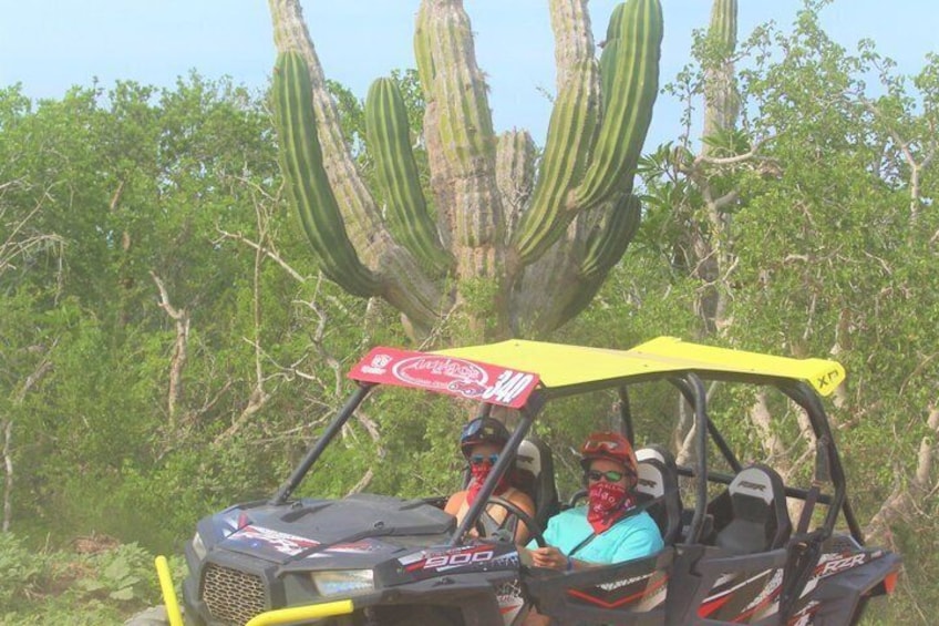 A vehicle with a yellow canopy and a Coca-Cola sign, surrounded by cacti and greenery. 5