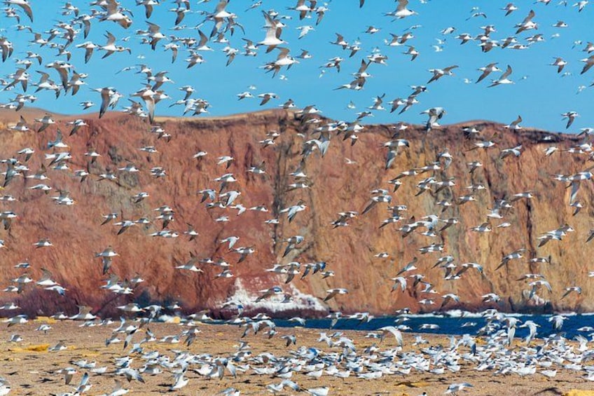 A flock of birds flying over a rocky cliff. 2