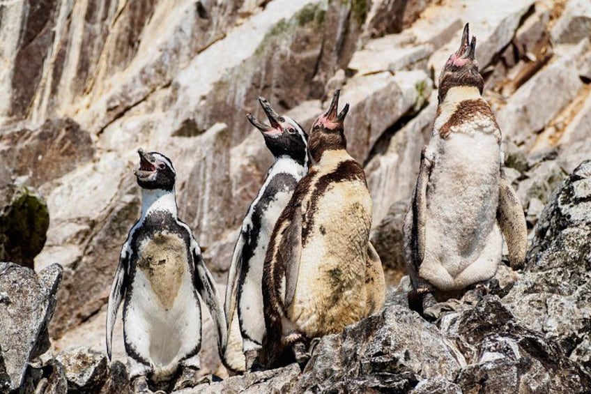 Three penguins standing on rocky terrain. 5