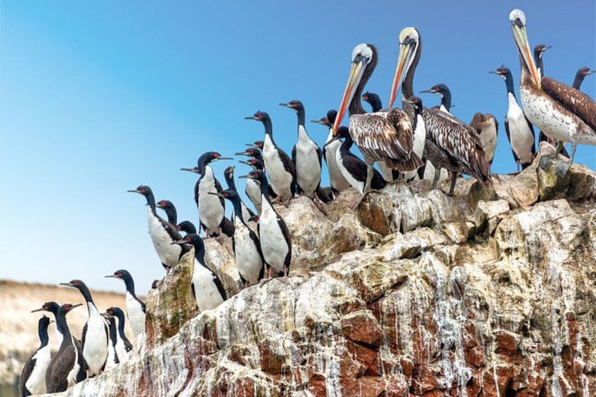 A group of birds perched on a rocky outcrop. 3