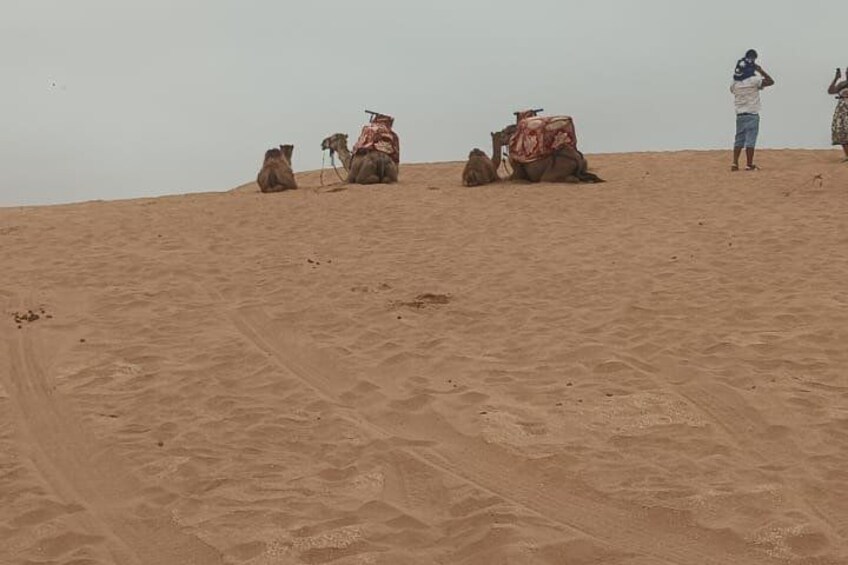 A desert landscape with camels and a person taking a photo. 5