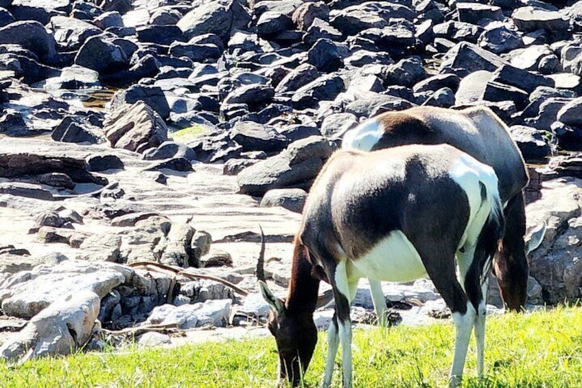 Ein Pferd grast auf einer felsigen Wiese mit grünem Gras. 5