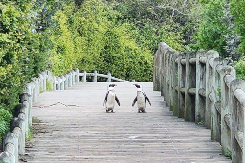 Dos pingüinos caminando sobre un puente de madera rodeado de vegetación. 2