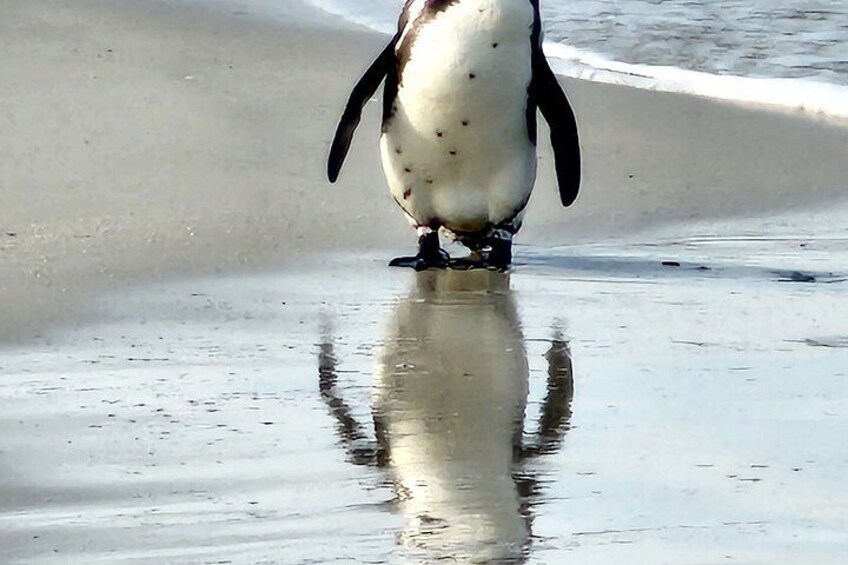 Ein Pinguin steht auf feuchtem Sand nahe der Wasserlinie. 3