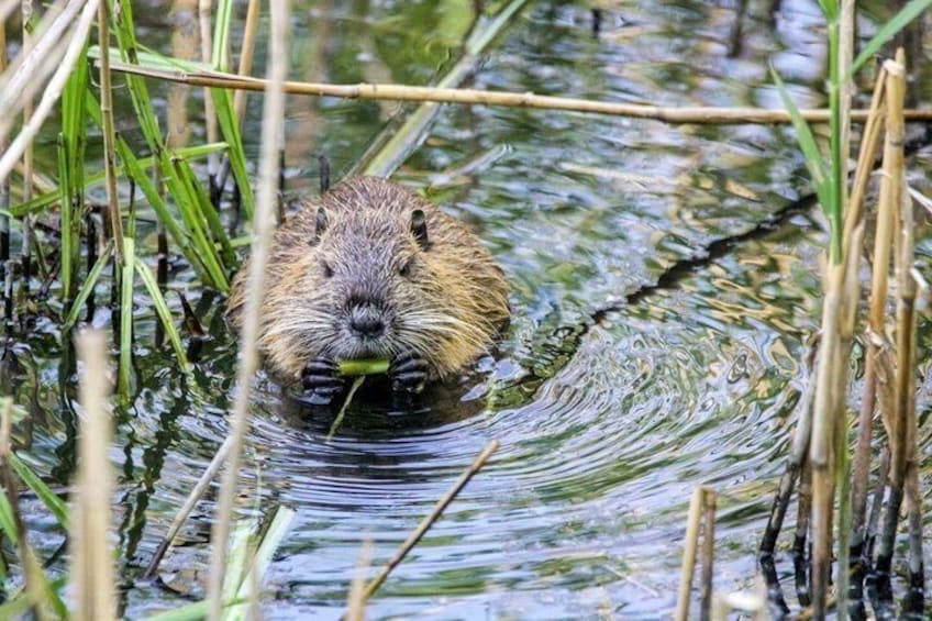 A beaver in water surrounded by reeds. 4