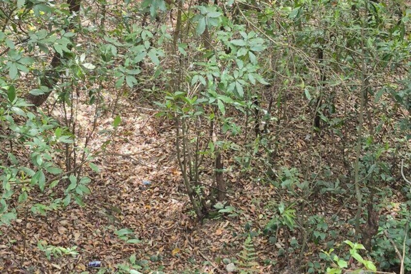 A forest with small trees and leaf-covered ground. 5