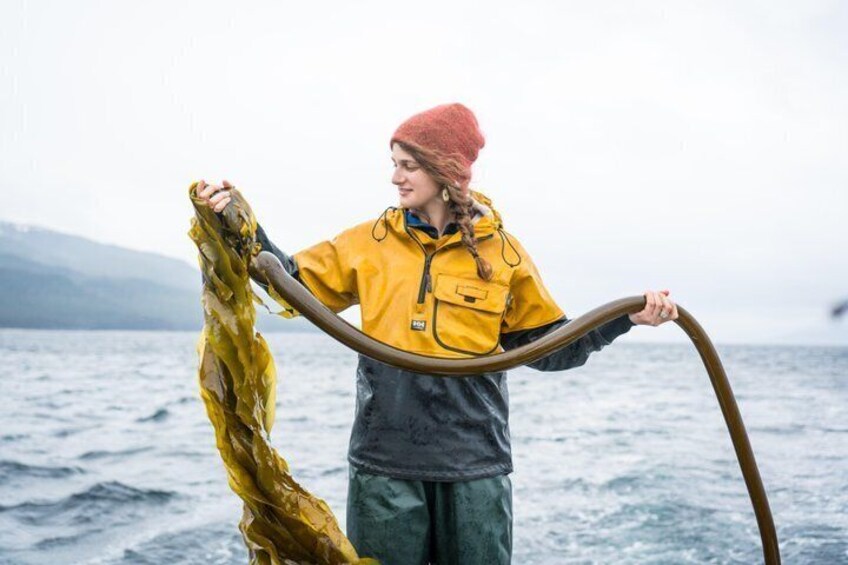 Bull Kelp. AKA Bull Whip Kelp 2
