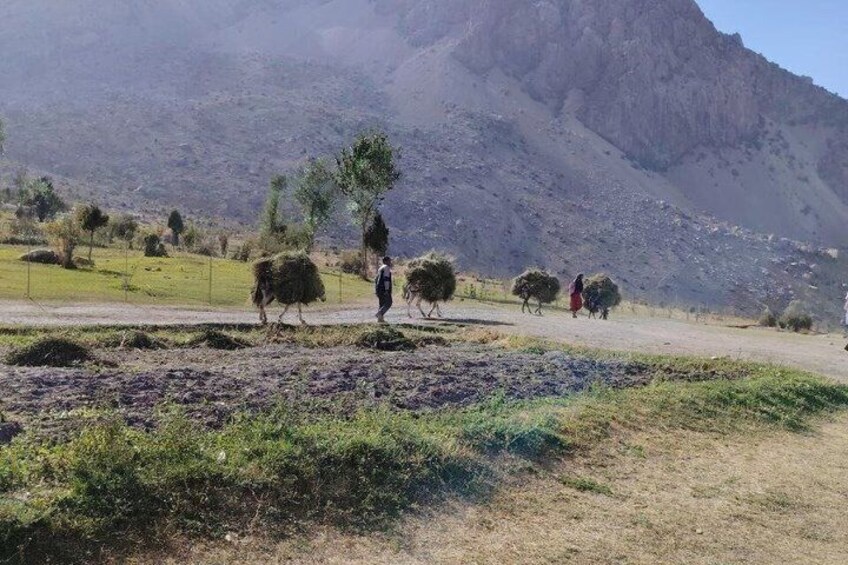 Paisaje rural con ovejas pastando, una persona caminando y montañas al fondo. 5