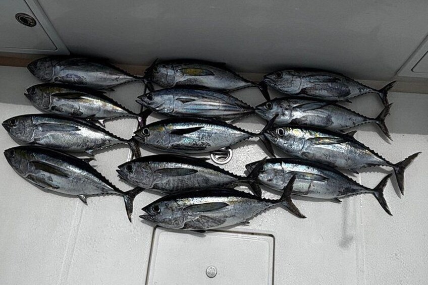 A group of fish on a white surface. 5