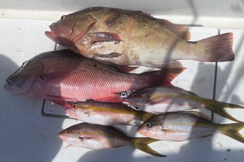 4 Hour Private Fishing Charter- Deepsea, Reef or Inshore Fishing 2