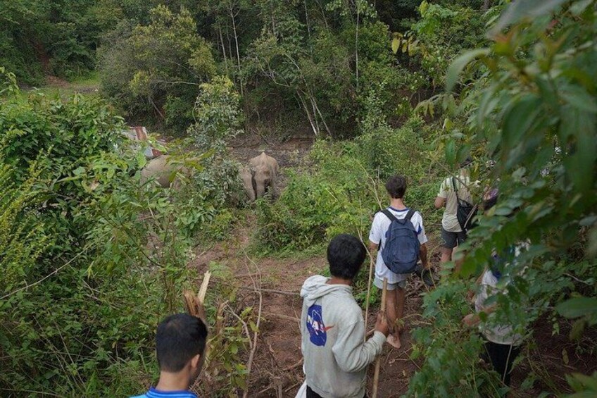 A group of people hiking through a forested area with an elephant in the background. 3