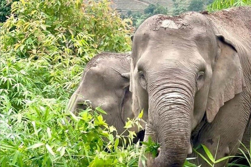Two elephants in a lush green environment. 2