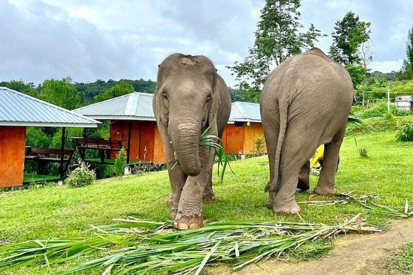 Two elephants in a grassy area with buildings in the background. 4