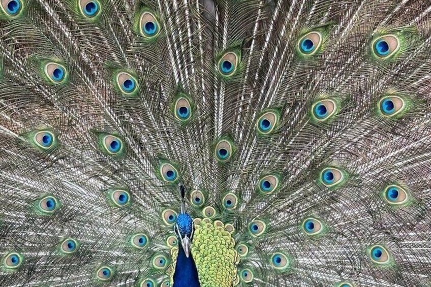 Un pavo real exhibe su llamativo cuello azul y una cola llena de plumas iridiscentes. 3