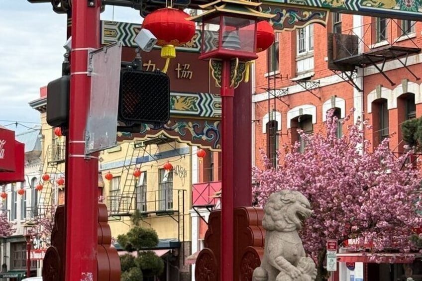 Un portón tradicional chino con faroles rojos, una estatua de león de piedra y flores de cerezo. 5