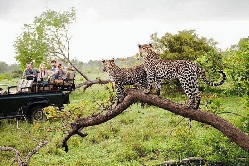 Un vehículo safari con personas observando leopardos en una rama. 3