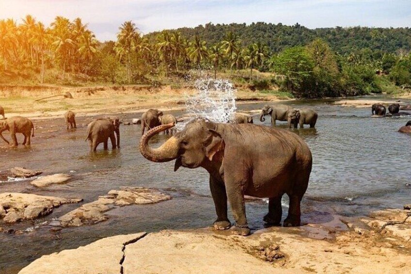 Elefantes en un río con rocas y palmeras al fondo. 2