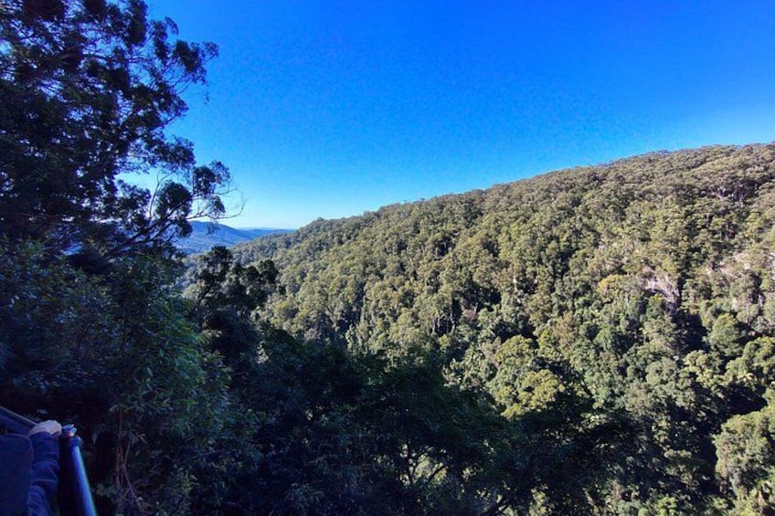 Gold Coast Hinterland Waterfalls & Rainforest Private Tour 3