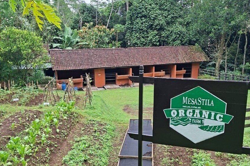 Coffee Plantation Hotel Tour at MesaStila Resort fr Semarang 4