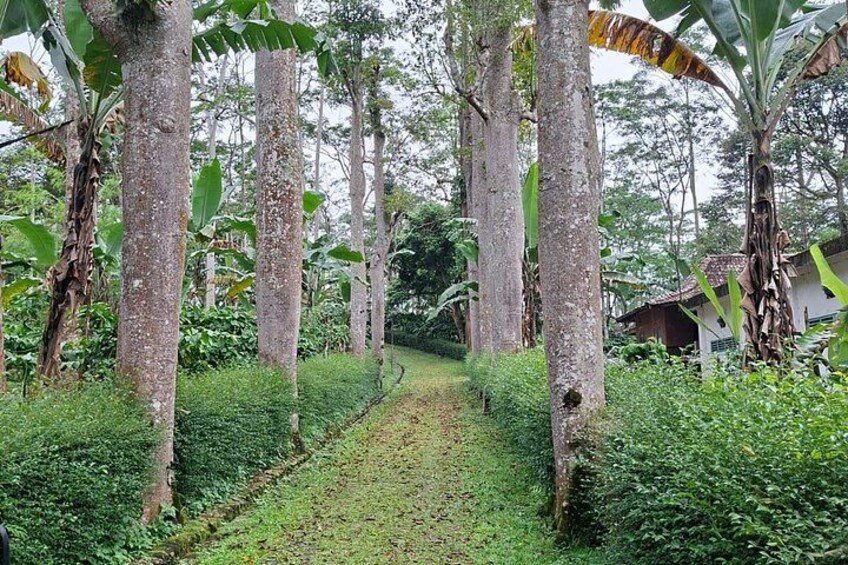 A rural pathway surrounded by tall trees and lush greenery. 3
