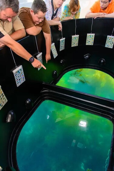 A group of people observing a large aquarium with greenish water. 1