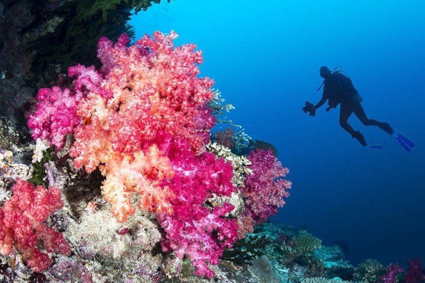 Ein Taucher schwimmt in der Nähe leuchtender Korallenriffe. 2